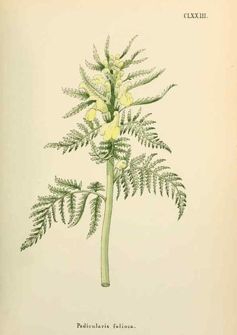 Reproducción/Reproduction 48591878962: Flowers of the Engadine.. Winchester,Printed for the Author by Warren and Son,1891.. 