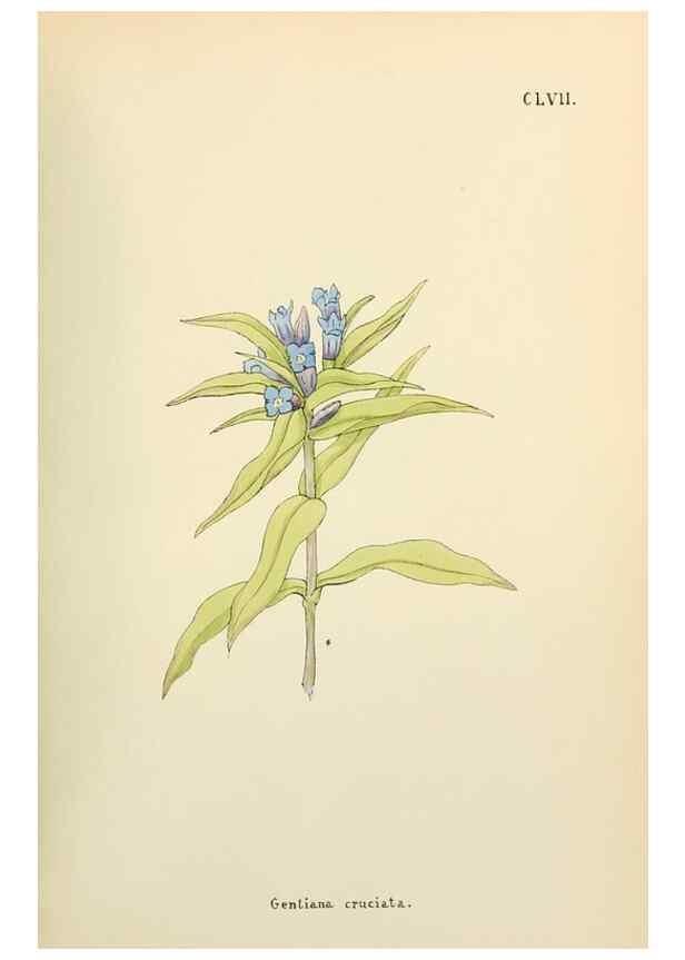 Reproducción/Reproduction 48591872387: Flowers of the Engadine.. Winchester,Printed for the Author by Warren and Son,1891.. 