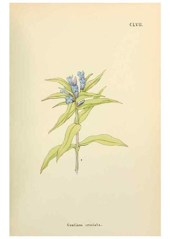 Reproducción/Reproduction 48591872387: Flowers of the Engadine.. Winchester,Printed for the Author by Warren and Son,1891.. 