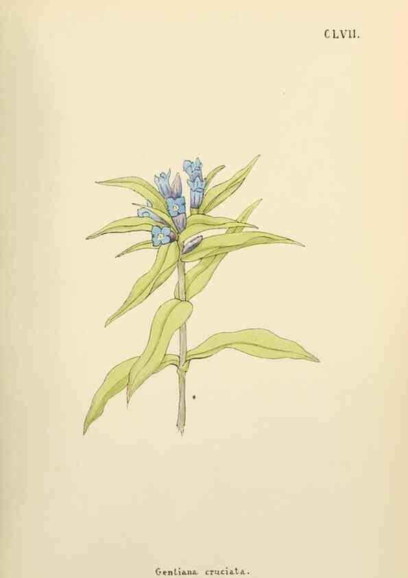 Reproducción/Reproduction 48591872387: Flowers of the Engadine.. Winchester,Printed for the Author by Warren and Son,1891.. 
