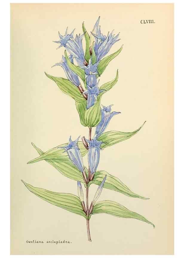 Reproducción/Reproduction 48591872832: Flowers of the Engadine.. Winchester,Printed for the Author by Warren and Son,1891.. 
