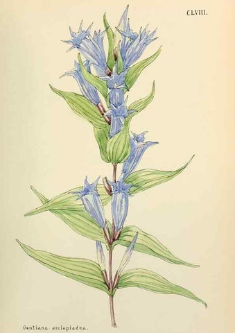 Reproducción/Reproduction 48591872832: Flowers of the Engadine.. Winchester,Printed for the Author by Warren and Son,1891.. 