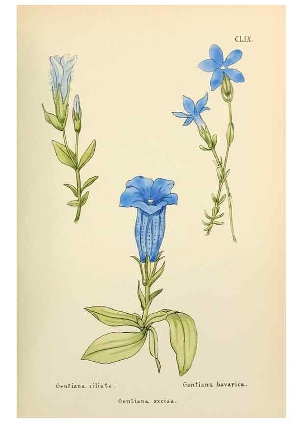 Reproducción/Reproduction 48591873247: Flowers of the Engadine.. Winchester,Printed for the Author by Warren and Son,1891.. 