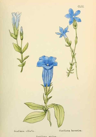 Reproducción/Reproduction 48591873247: Flowers of the Engadine.. Winchester,Printed for the Author by Warren and Son,1891.. 