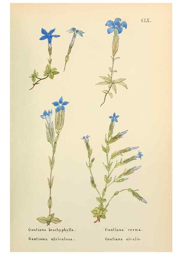 Reproducción/Reproduction 48591873682: Flowers of the Engadine.. Winchester,Printed for the Author by Warren and Son,1891.. 