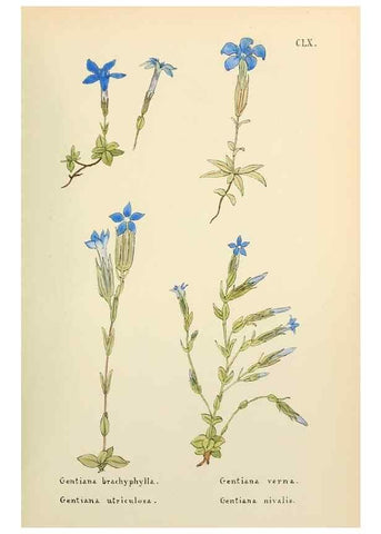 Reproducción/Reproduction 48591873682: Flowers of the Engadine.. Winchester,Printed for the Author by Warren and Son,1891.. 