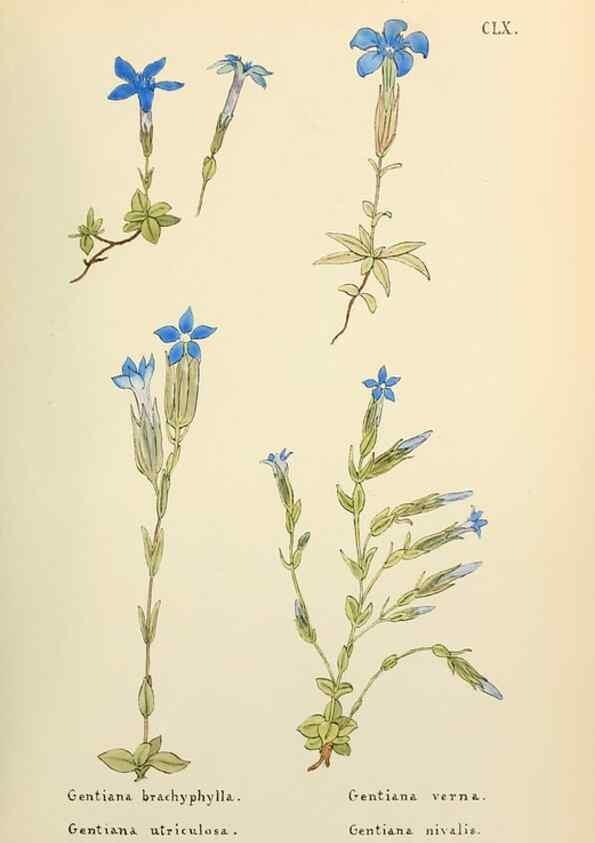 Reproducción/Reproduction 48591873682: Flowers of the Engadine.. Winchester,Printed for the Author by Warren and Son,1891.. 