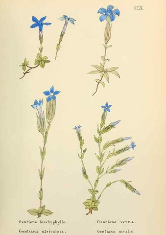 Reproducción/Reproduction 48591873682: Flowers of the Engadine.. Winchester,Printed for the Author by Warren and Son,1891.. 