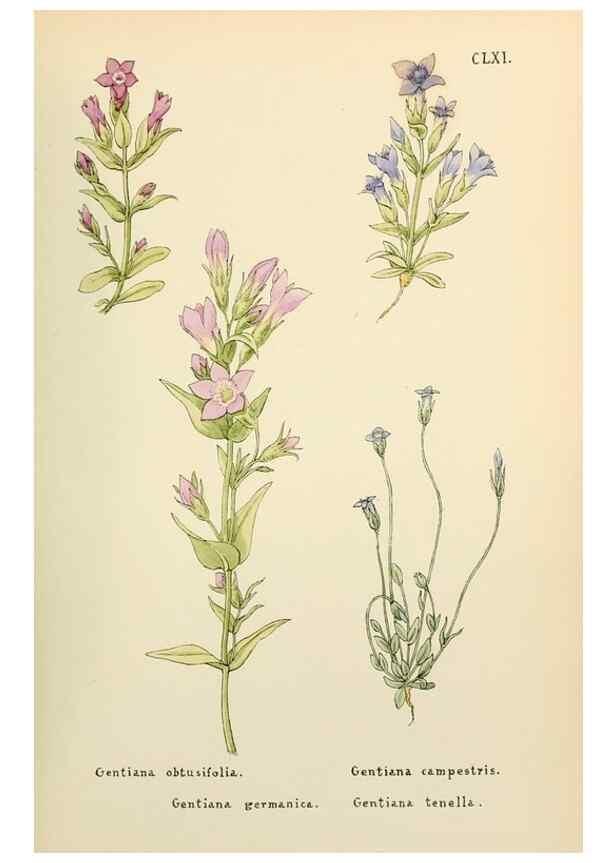 Reproducción/Reproduction 48591874087: Flowers of the Engadine.. Winchester,Printed for the Author by Warren and Son,1891.. 