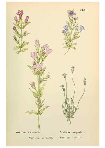Reproducción/Reproduction 48591874087: Flowers of the Engadine.. Winchester,Printed for the Author by Warren and Son,1891.. 