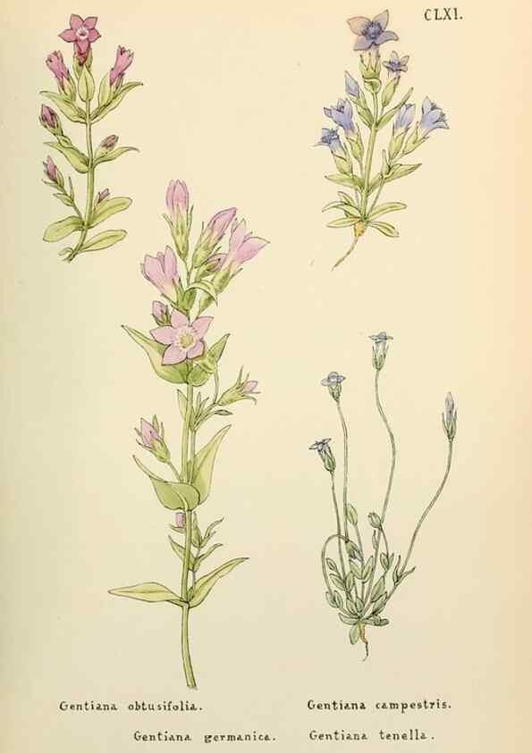 Reproducción/Reproduction 48591874087: Flowers of the Engadine.. Winchester,Printed for the Author by Warren and Son,1891.. 