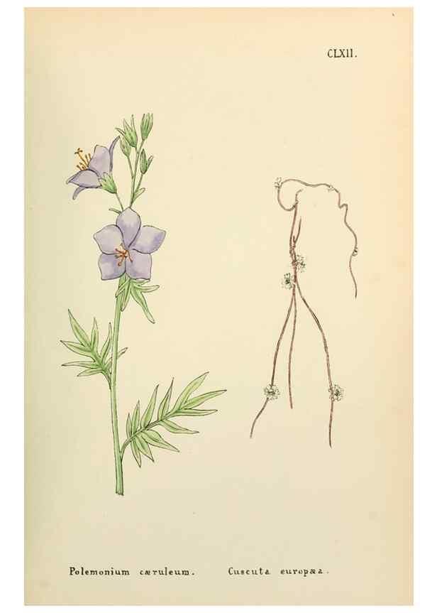 Reproducción/Reproduction 48591728651: Flowers of the Engadine.. Winchester,Printed for the Author by Warren and Son,1891.. 