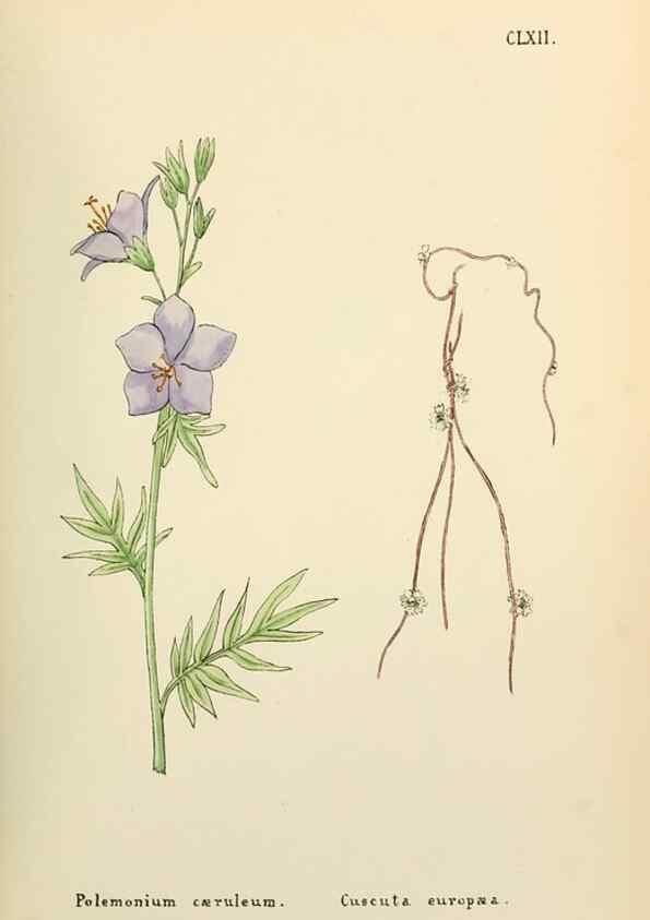 Reproducción/Reproduction 48591728651: Flowers of the Engadine.. Winchester,Printed for the Author by Warren and Son,1891.. 