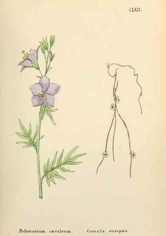 Reproducción/Reproduction 48591728651: Flowers of the Engadine.. Winchester,Printed for the Author by Warren and Son,1891.. 