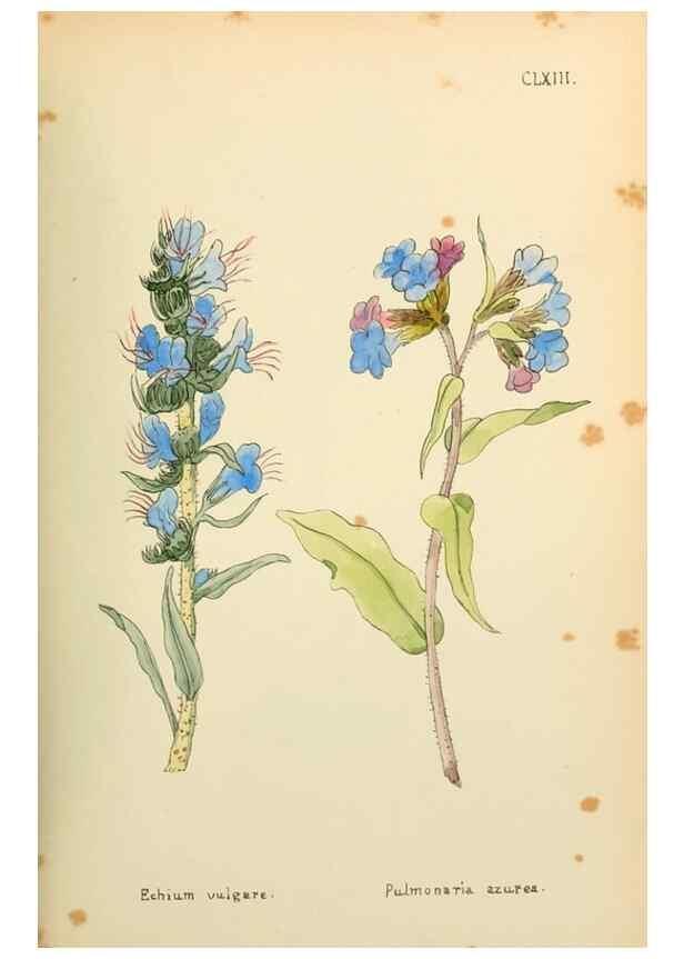 Reproducción/Reproduction 48591875052: Flowers of the Engadine.. Winchester,Printed for the Author by Warren and Son,1891.. 