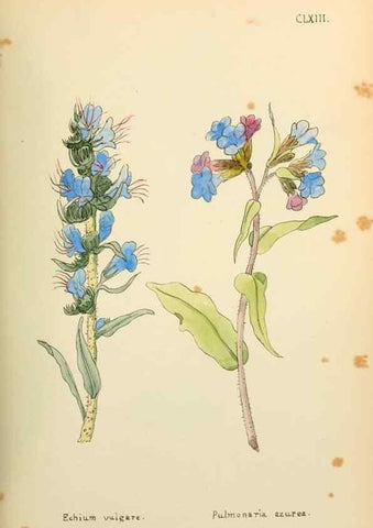 Reproducción/Reproduction 48591875052: Flowers of the Engadine.. Winchester,Printed for the Author by Warren and Son,1891.. 
