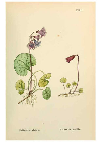 Reproducción/Reproduction 48591887062: Flowers of the Engadine.. Winchester,Printed for the Author by Warren and Son,1891.. 