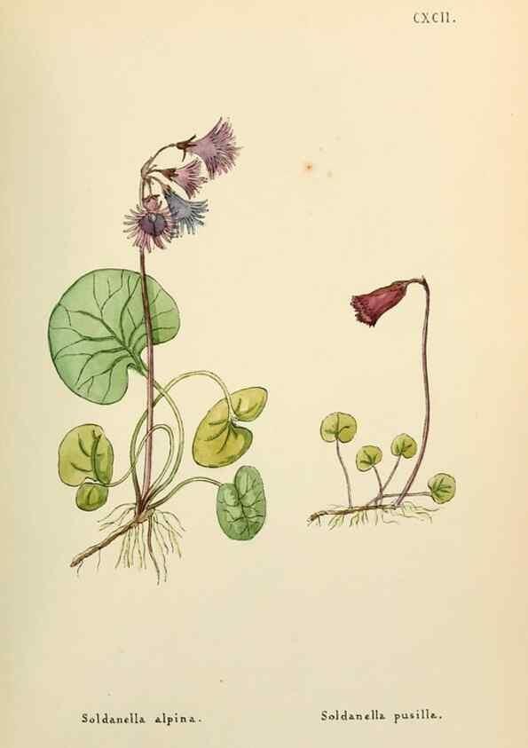 Reproducción/Reproduction 48591887062: Flowers of the Engadine.. Winchester,Printed for the Author by Warren and Son,1891.. 