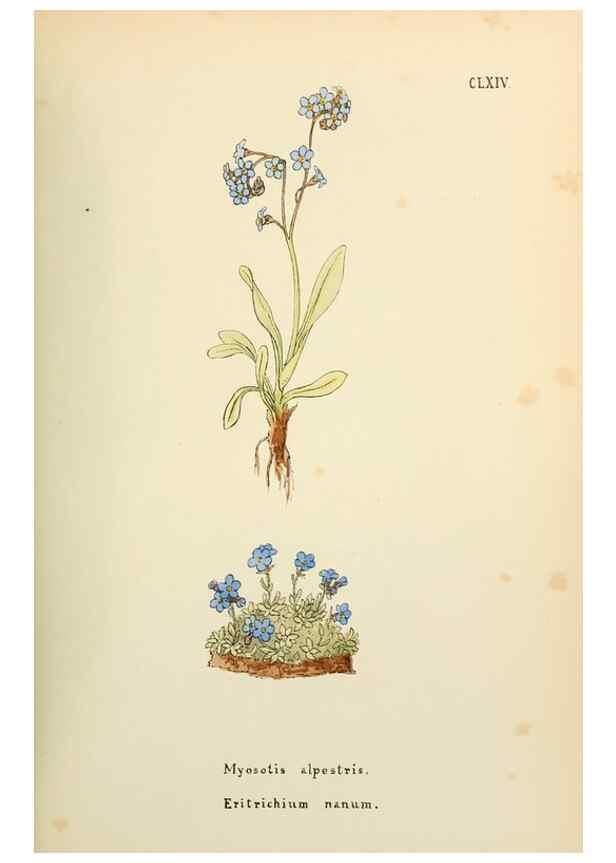 Reproducción/Reproduction 48591729606: Flowers of the Engadine.. Winchester,Printed for the Author by Warren and Son,1891.. 