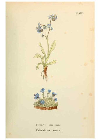 Reproducción/Reproduction 48591729606: Flowers of the Engadine.. Winchester,Printed for the Author by Warren and Son,1891.. 