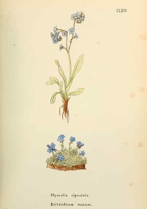 Reproducción/Reproduction 48591729606: Flowers of the Engadine.. Winchester,Printed for the Author by Warren and Son,1891.. 