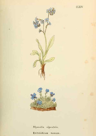 Reproducción/Reproduction 48591729606: Flowers of the Engadine.. Winchester,Printed for the Author by Warren and Son,1891.. 
