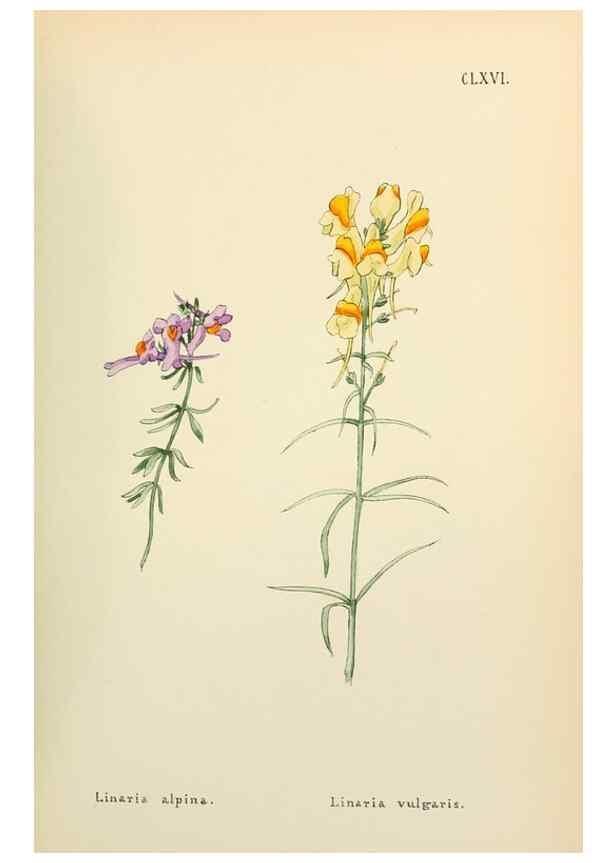Reproducción/Reproduction 48591730306: Flowers of the Engadine.. Winchester,Printed for the Author by Warren and Son,1891.. 