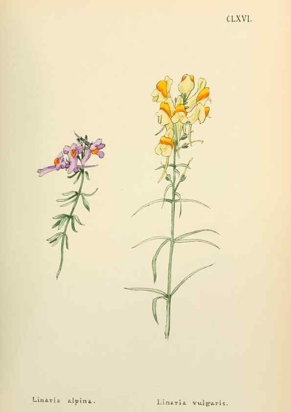 Reproducción/Reproduction 48591730306: Flowers of the Engadine.. Winchester,Printed for the Author by Warren and Son,1891.. 