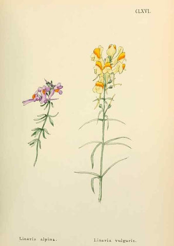 Reproducción/Reproduction 48591730306: Flowers of the Engadine.. Winchester,Printed for the Author by Warren and Son,1891.. 