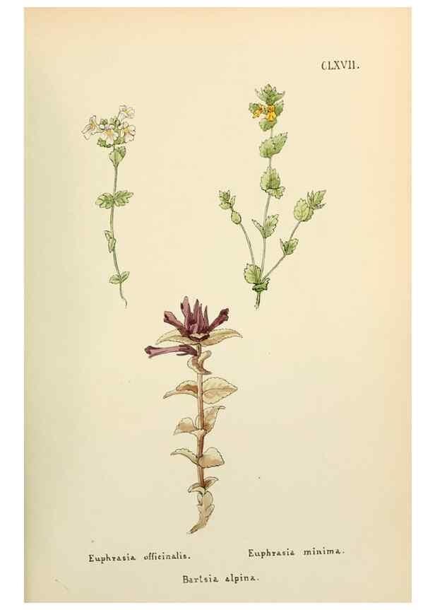 Reproducción/Reproduction 48591730736: Flowers of the Engadine.. Winchester,Printed for the Author by Warren and Son,1891.. 