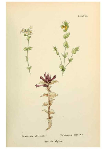 Reproducción/Reproduction 48591730736: Flowers of the Engadine.. Winchester,Printed for the Author by Warren and Son,1891.. 