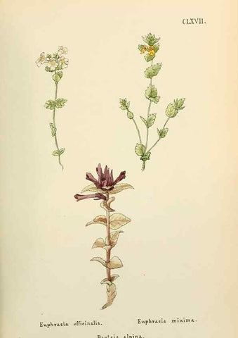 Reproducción/Reproduction 48591730736: Flowers of the Engadine.. Winchester,Printed for the Author by Warren and Son,1891.. 