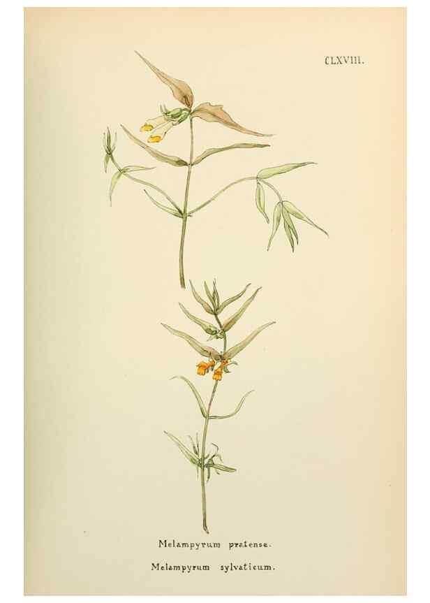 Reproducción/Reproduction 48591876797: Flowers of the Engadine.. Winchester,Printed for the Author by Warren and Son,1891.. 