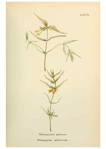 Reproducción/Reproduction 48591876797: Flowers of the Engadine.. Winchester,Printed for the Author by Warren and Son,1891.. 