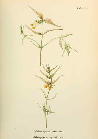 Reproducción/Reproduction 48591876797: Flowers of the Engadine.. Winchester,Printed for the Author by Warren and Son,1891.. 