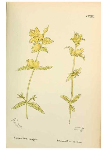 Reproducción/Reproduction 48591877252: Flowers of the Engadine.. Winchester,Printed for the Author by Warren and Son,1891.. 