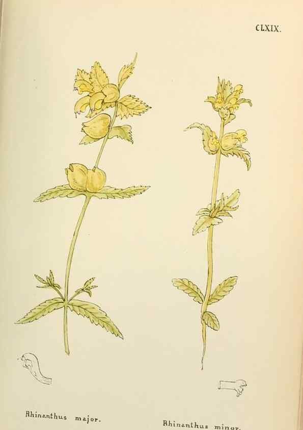 Reproducción/Reproduction 48591877252: Flowers of the Engadine.. Winchester,Printed for the Author by Warren and Son,1891.. 