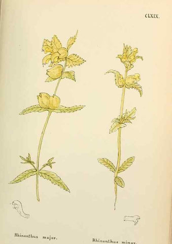 Reproducción/Reproduction 48591877252: Flowers of the Engadine.. Winchester,Printed for the Author by Warren and Son,1891.. 