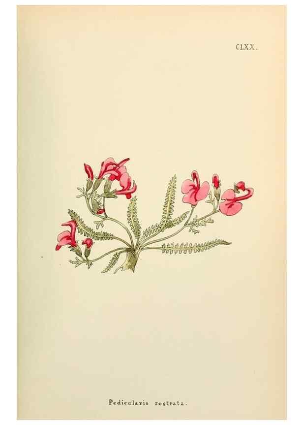 Reproducción/Reproduction 48591732001: Flowers of the Engadine.. Winchester,Printed for the Author by Warren and Son,1891.. 