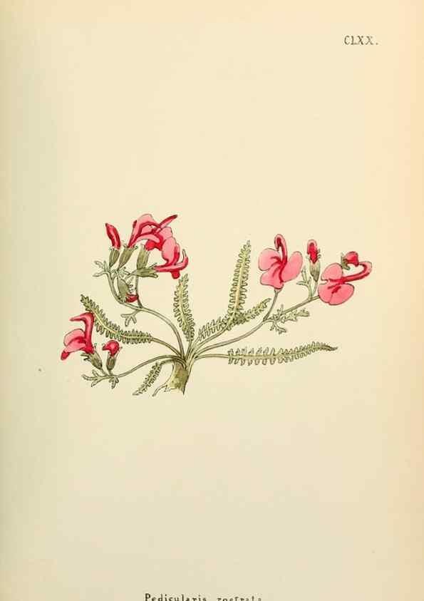 Reproducción/Reproduction 48591732001: Flowers of the Engadine.. Winchester,Printed for the Author by Warren and Son,1891.. 