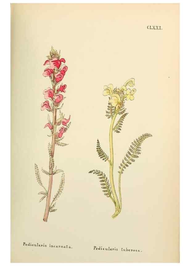 Reproducción/Reproduction 48591878077: Flowers of the Engadine.. Winchester,Printed for the Author by Warren and Son,1891.. 