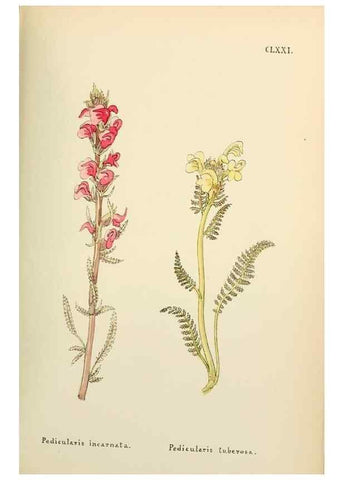 Reproducción/Reproduction 48591878077: Flowers of the Engadine.. Winchester,Printed for the Author by Warren and Son,1891.. 