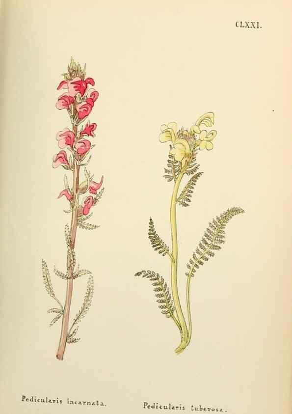 Reproducción/Reproduction 48591878077: Flowers of the Engadine.. Winchester,Printed for the Author by Warren and Son,1891.. 