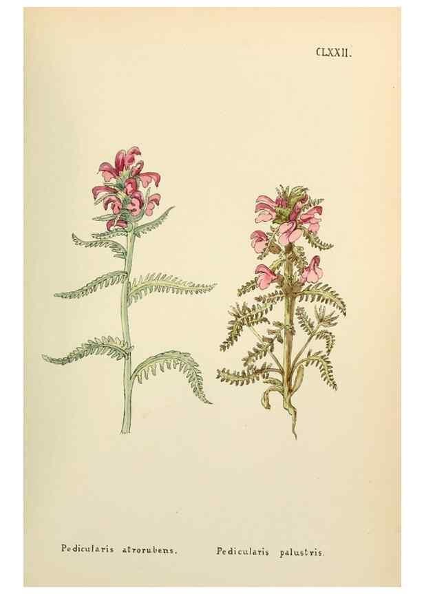 Reproducción/Reproduction 48591732931: Flowers of the Engadine.. Winchester,Printed for the Author by Warren and Son,1891.. 