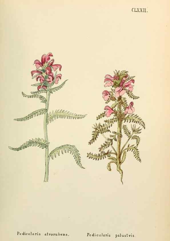 Reproducción/Reproduction 48591732931: Flowers of the Engadine.. Winchester,Printed for the Author by Warren and Son,1891.. 