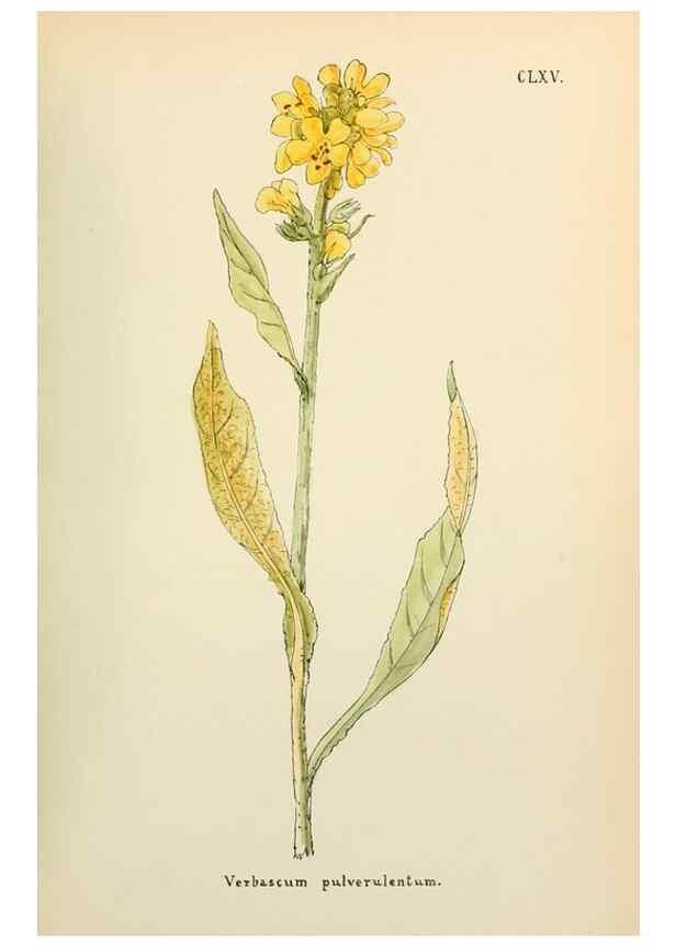 Reproducción/Reproduction 48591729941: Flowers of the Engadine.. Winchester,Printed for the Author by Warren and Son,1891.. 