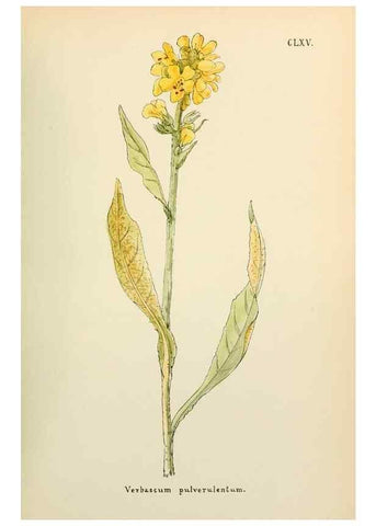 Reproducción/Reproduction 48591729941: Flowers of the Engadine.. Winchester,Printed for the Author by Warren and Son,1891.. 
