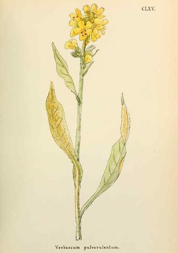 Reproducción/Reproduction 48591729941: Flowers of the Engadine.. Winchester,Printed for the Author by Warren and Son,1891.. 
