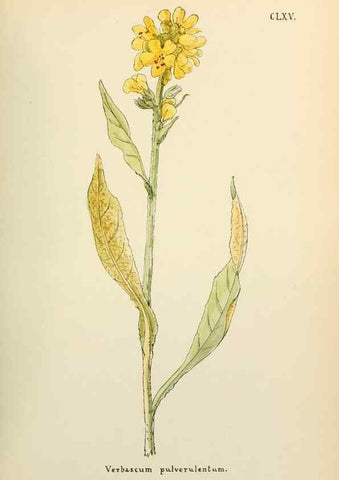 Reproducción/Reproduction 48591729941: Flowers of the Engadine.. Winchester,Printed for the Author by Warren and Son,1891.. 