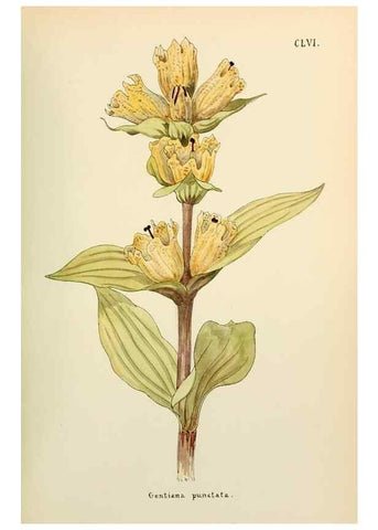 Reproducción/Reproduction 48591871977: Flowers of the Engadine.. Winchester,Printed for the Author by Warren and Son,1891.. 